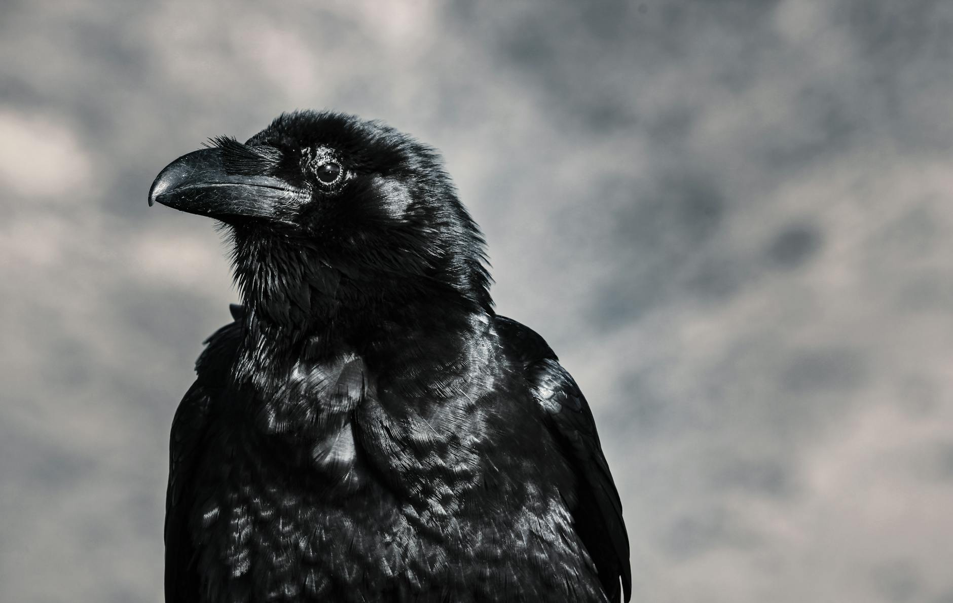 selective focus photograph of black crow